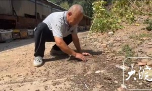 河南嵩县约300万只蜜蜂离奇死亡，部门介入调查