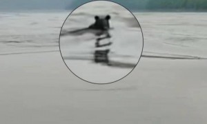 黑熊横渡黑龙江从俄罗斯“偷渡”到中国，当地回应
